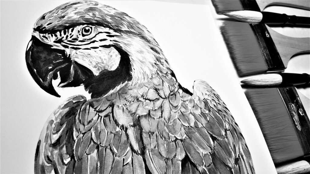 martina bulkova parrot 3079027 1920